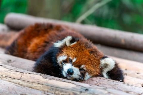 Adorable red panda resting on a tree Stock-Fotos