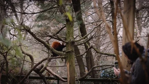 Adorable red panda on the tree in Central Park Zoo, New York City Stock Footage