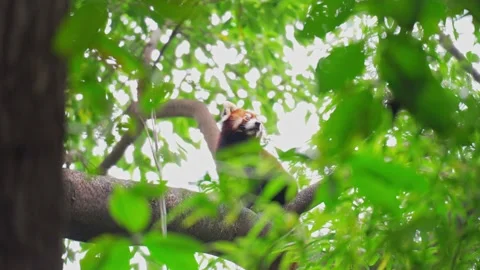 Adorable red panda on a tree Vídeo Stock 328274508