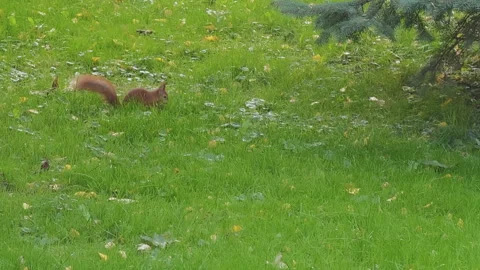 Adorable red squirrel burying a nut in the green grass. An autumnal scene Vídeo Stock 345679587