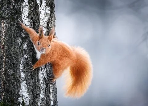Adorable red squirrel posing humorously, showcasing its fluffy tail and Stock Photos