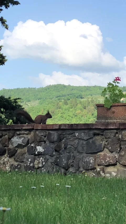 Adorable Red Squirrel Running Across the Garden Stock-Footage 293955186