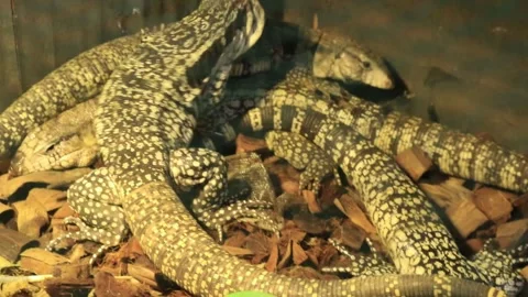 Adorable reptile Stock Footage 254050163