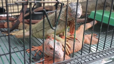 Adorable scary iguana Stock Footage 254049974