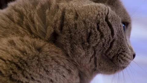 Adorable Scottish Fold Cat. Cute Cat happy in Owner Embrace Stock Footage 343808856