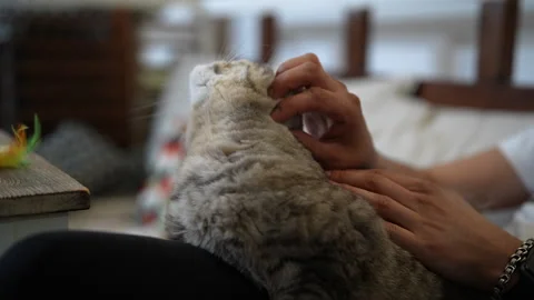Adorable Scottish Fold cat enjoying gentle massage from owner hands. Lovely Stock Footage 342770580