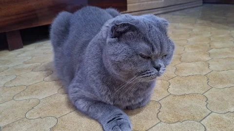 Adorable Scottish Fold cat with folded ears lounges indoors on patterned floor Stock Footage 342591000