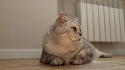 Adorable Scottish Fold cat relaxing indoors on a wooden floor near a radiator Stock Footage 339209028
