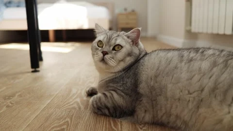 Adorable Scottish Fold cat with striking yellow eyes lounges on a wooden floor Stock Footage 339208548