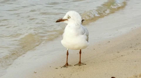 Adorable seagull demonstrating bird behavior grooming its feathers, 4K 30p Video stock 58789829