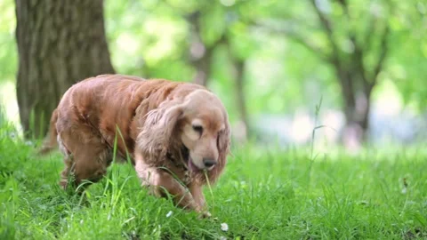 Adorable senior red Spaniel playing in the park, enjoying the warmth of summer Stock Footage 298231328