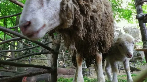 Adorable sheep looking suspiciously at camera with baby sheep Stock Footage 113179824