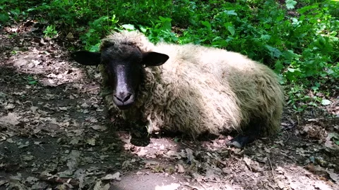 Adorable sheep looking suspiciously at camera with baby sheep Stock Footage 113354994