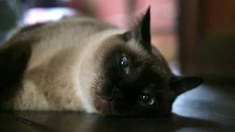 Adorable Siamese Cat is relaxing and snoozing on wooden floor in home Stock Footage 288594384