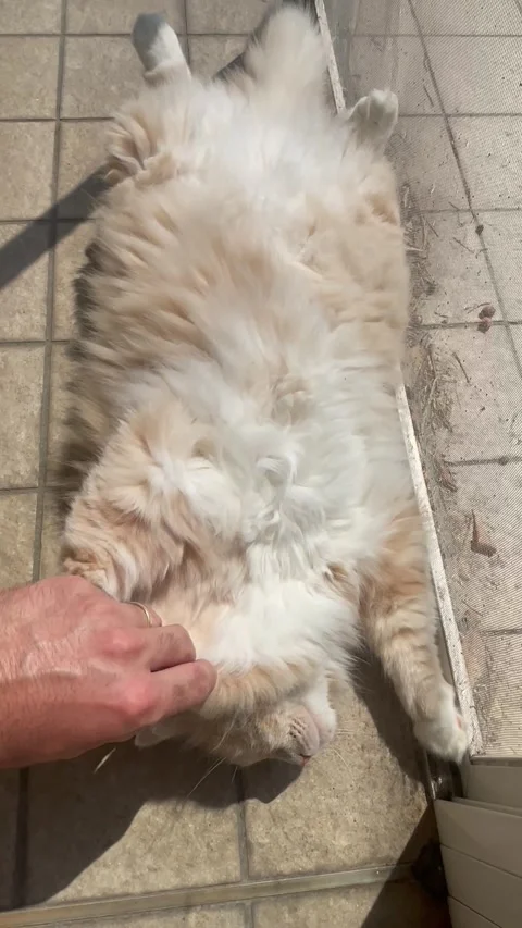 Adorable Siberian cat cuddles while lying on its back Vídeo Stock 312995744