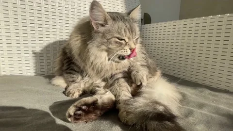 Adorable silver cat licks itself for cleaning Vídeo Stock 229396785