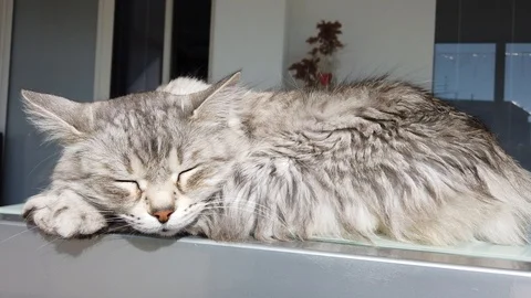 Adorable silver cat in sleeping time Vídeo Stock 125914171