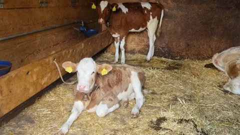 Adorable Simmental calves rest on fresh straw inside a traditional alpine barn Stock Footage 340185336