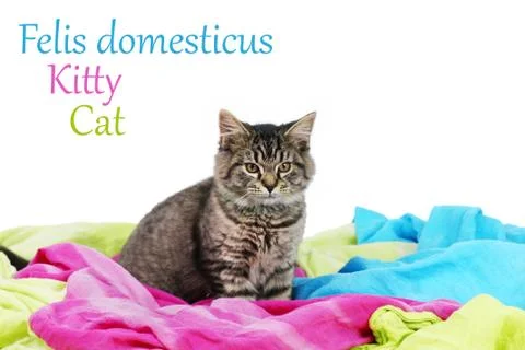 Adorable sitted kitty cat Stock-Illustration