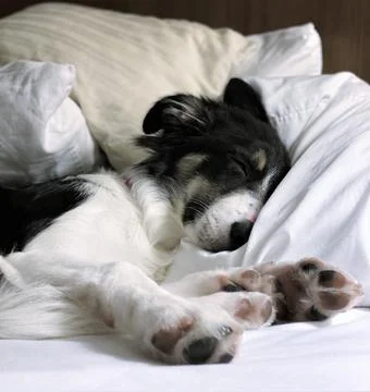 Adorable Sleeping Border Collie Puppy on Bed Stock Photos