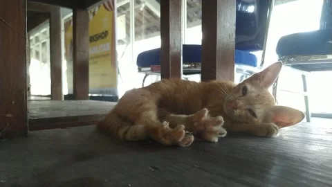 Adorable sleepy kitten Stock Footage 270075385