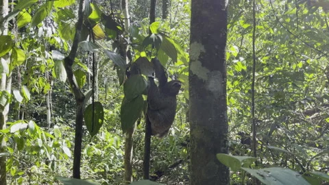 Adorable sloth hangs relaxed from jungle branch amid lush green foliage and Vidéo 337946499