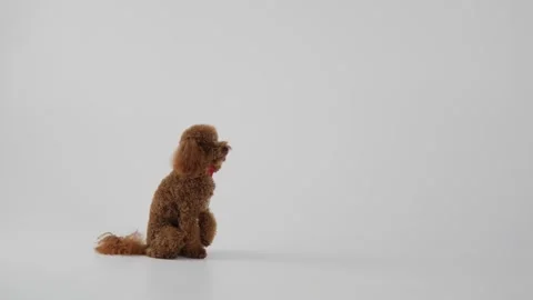 An adorable small brown dog is standing gracefully against a pristine white Stock Footage 312252244