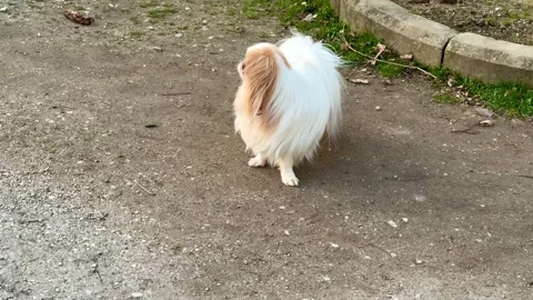 Adorable small dog happily playing outdoors in a vibrant park, enjoying the Stock Footage 304818559