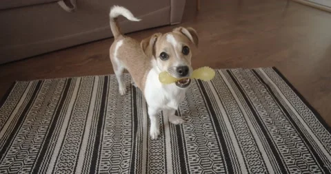 Adorable small dog hold a bone toy in mouth. Stock Footage 167422098