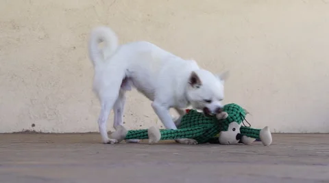 Adorable small dog playing with stuffed animals / toys (chihuahua mix) Stock Footage 48774836