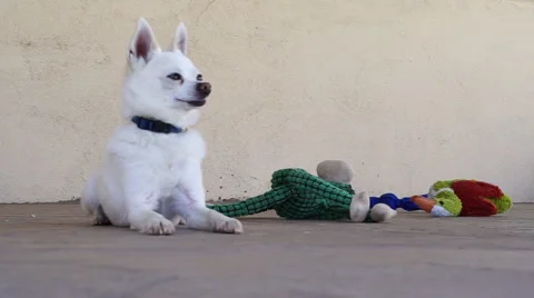 Adorable small dog sitting outside next to stuffed animals / toys(chihuahua mix) Stock Footage 48774723
