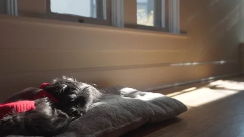 Adorable Small Dog Sleeping on Bed in Sun Rays Stock Footage 222833114