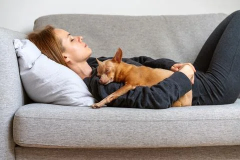 Adorable small dog sleeping while lying on owner. Pet care and love. Real dom Stock Photos