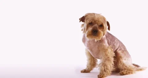Adorable small dog in a white studio Stock Footage 132073193