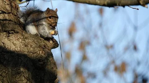 Adorable small gray squirrel sitting on the tree trunk eating nut Stock Photos