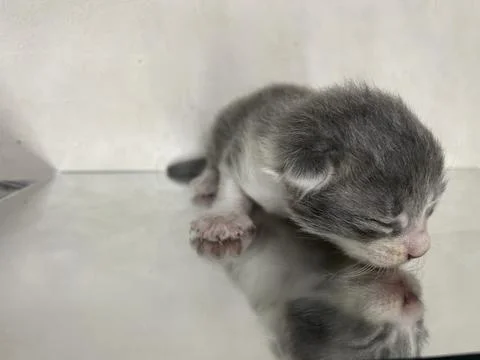 Adorable Small 스톡 사진