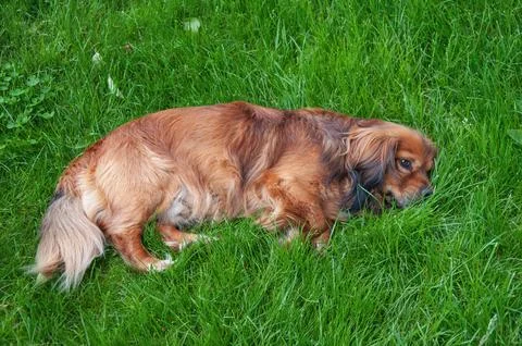 Adorable small reddish dog lying on a lush green lawn in the garden on a su.. Stock Photos