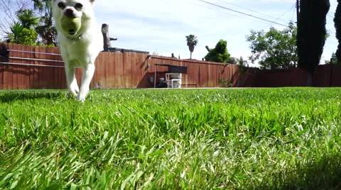 Adorable small white dog fetching tennis ball (chihuahua mix) Stock Footage 47330516