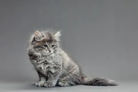Adorable solid blue cat kitten, sitting up straight. Looking straight to camera Stock Photos