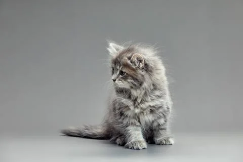 Adorable solid blue cat kitten, sitting up straight. Looking straight to camera Stock Photos