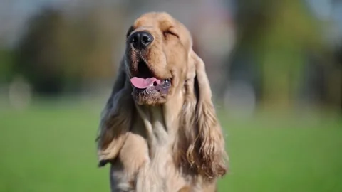 Adorable Spaniel in 4K slow motion, playful energy and vibrant green natural Stock Footage 298243326