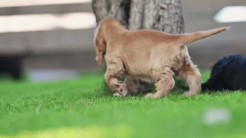 Adorable spaniel dogs chasing each other on a sunny lawn. Stock Footage 315698908