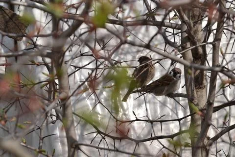 Adorable sparrows Stock Photos