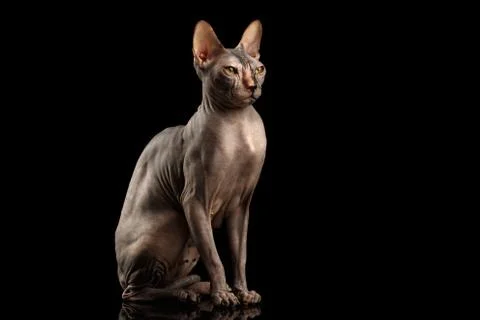 Adorable Sphynx Cat Sitting Curious Looks Isolated on Black Stock Photos