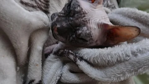 Adorable Sphynx cat wrapped warm white blanket Stock Footage 307685513