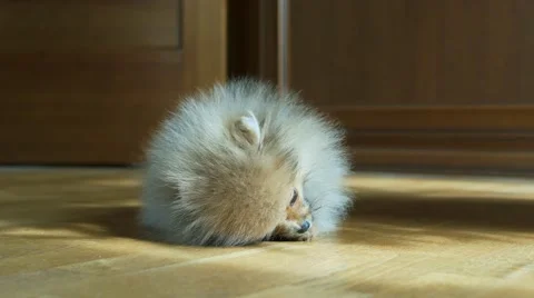 Adorable Spitz puppy Stock Footage 62258009