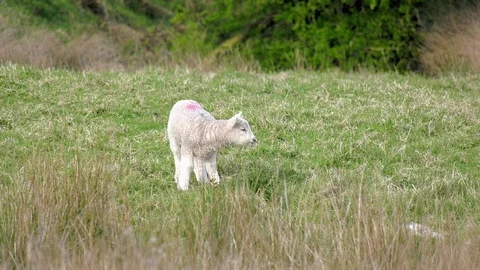 Adorable spring Lamb appears talking; eating grass on Marsh Stock Footage 108690639