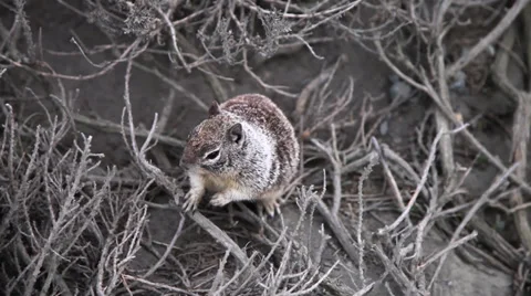 Adorable Squirrel in Action Stock Footage 36106697