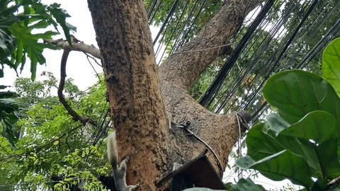 Adorable squirrel can seen climbing on the tree. 動画素材 120766020