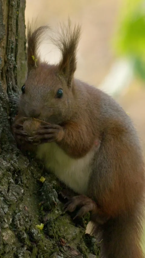 An Adorable Squirrel Cheerfully Eating While Perched on a Tree Branch High Above Stock Footage 313285125